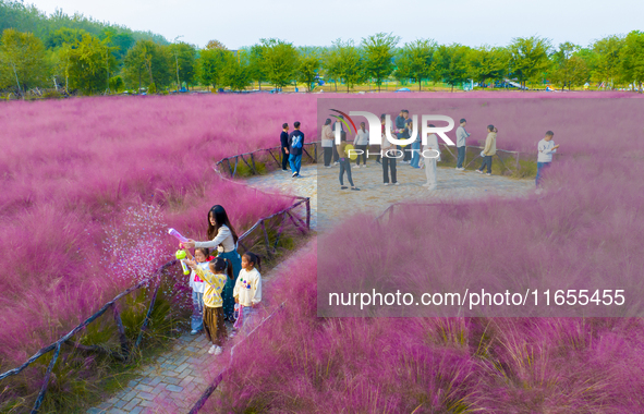 Tourists play in pink grass in Suqian, Jiangsu province, China, on October 10, 2024. 