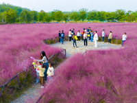 Tourists play in pink grass in Suqian, Jiangsu province, China, on October 10, 2024. (