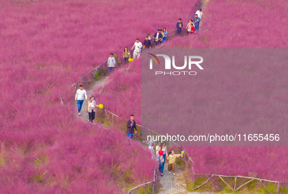 Tourists play in pink grass in Suqian, Jiangsu province, China, on October 10, 2024. 