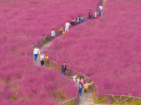 Tourists play in pink grass in Suqian, Jiangsu province, China, on October 10, 2024. (