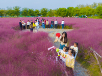 Tourists play in pink grass in Suqian, Jiangsu province, China, on October 10, 2024. (