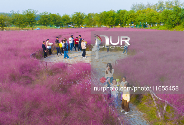 Tourists play in pink grass in Suqian, Jiangsu province, China, on October 10, 2024. 