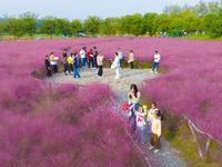 Tourists play in pink grass in Suqian, Jiangsu province, China, on October 10, 2024. (