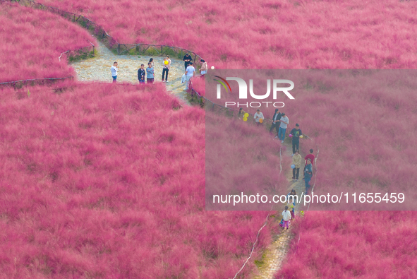 Tourists play in pink grass in Suqian, Jiangsu province, China, on October 10, 2024. 