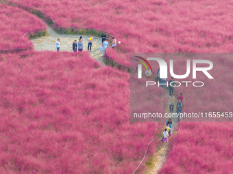 Tourists play in pink grass in Suqian, Jiangsu province, China, on October 10, 2024. (