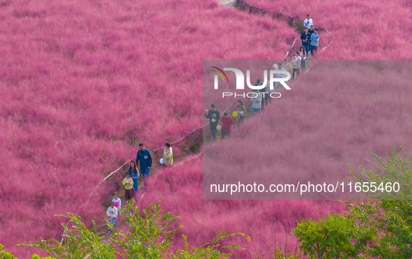 Tourists play in pink grass in Suqian, Jiangsu province, China, on October 10, 2024. 