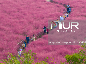 Tourists play in pink grass in Suqian, Jiangsu province, China, on October 10, 2024. (