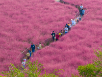 Tourists play in pink grass in Suqian, Jiangsu province, China, on October 10, 2024. (