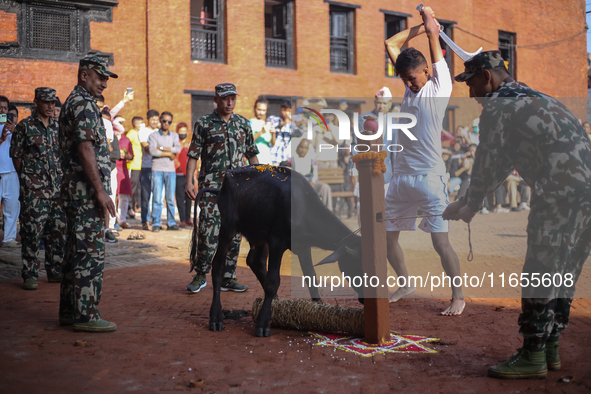 GRAPHIC WARNING: Nepal Army personnel sacrifice a buffalo on the occasion of Navami, the ninth day of the Dashain Festival, at Basantapur Du...