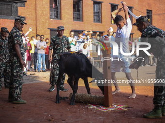 GRAPHIC WARNING: Nepal Army personnel sacrifice a buffalo on the occasion of Navami, the ninth day of the Dashain Festival, at Basantapur Du...