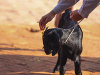 A sacrificial he-goat is worshipped during the Maha Nawami procession in Kathmandu, Nepal, on August 11, 2024. (