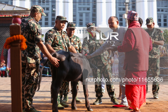 A sacrificial he-buffalo is worshipped during the Maha Nawami procession in Kathmandu, Nepal, on August 11, 2024. 