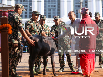 A sacrificial he-buffalo is worshipped during the Maha Nawami procession in Kathmandu, Nepal, on August 11, 2024. (