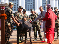 A sacrificial he-buffalo is worshipped during the Maha Nawami procession in Kathmandu, Nepal, on August 11, 2024. (