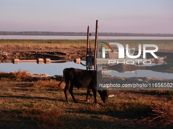 A cow grazes as a dredge is placed inside Wular Lake to extract silt in Sopore, Jammu and Kashmir, India, on October 11, 2024. (