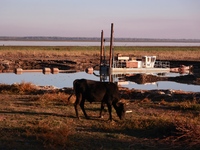 A cow grazes as a dredge is placed inside Wular Lake to extract silt in Sopore, Jammu and Kashmir, India, on October 11, 2024. (