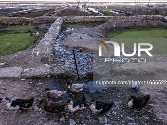 Ducks walk as water falls from a faulty tap on a roadside at Wular Lake in Sopore, Jammu and Kashmir, India, on October 11, 2024. (