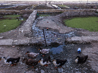 Ducks walk as water falls from a faulty tap on a roadside at Wular Lake in Sopore, Jammu and Kashmir, India, on October 11, 2024. (