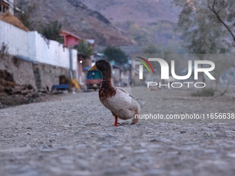 A duck walks on a road leading to Wular Lake in Sopore, Jammu and Kashmir, India, on October 11, 2024. (