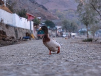 A duck walks on a road leading to Wular Lake in Sopore, Jammu and Kashmir, India, on October 11, 2024. (