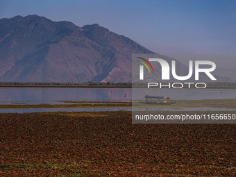 The water level of Wular Lake decreases, posing a threat to the livelihood of residents living around the lake in Sopore, Jammu and Kashmir,...