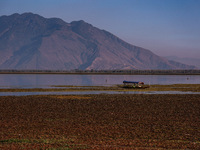 The water level of Wular Lake decreases, posing a threat to the livelihood of residents living around the lake in Sopore, Jammu and Kashmir,...