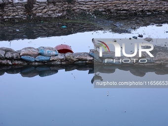 A hen walks on the sacks filled with sand used as fencing for Wular Lake in Sopore, Jammu and Kashmir, India, on October 11, 2024. (