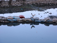 A hen walks on the sacks filled with sand used as fencing for Wular Lake in Sopore, Jammu and Kashmir, India, on October 11, 2024. (