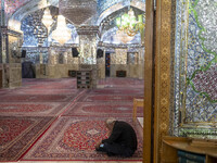 An elderly Iranian man reads a prayer book while sitting in a holy shrine in Shiraz, Iran, on October 8, 2024. Western countries express con...