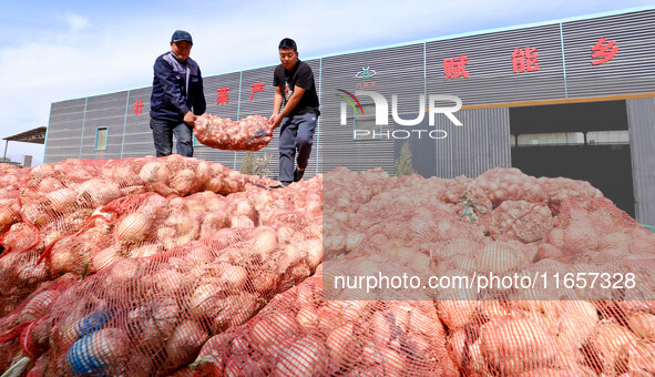 Workers load trucks with onions into a dehydrated vegetable production line in Zhangye, China, on October 11, 2024. 