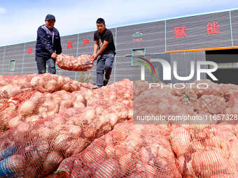 Workers load trucks with onions into a dehydrated vegetable production line in Zhangye, China, on October 11, 2024. (