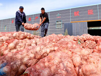 Workers load trucks with onions into a dehydrated vegetable production line in Zhangye, China, on October 11, 2024. (