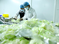 Workers process fresh and purified vegetables for major merchants at a purification processing and distribution line in Zhangye, China, on O...