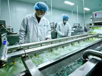 Workers process fresh and purified vegetables for major merchants at a purification processing and distribution line in Zhangye, China, on O...