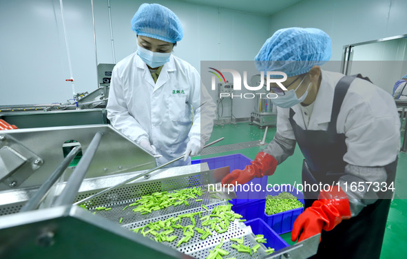 Workers process fresh and purified vegetables for major merchants at a purification processing and distribution line in Zhangye, China, on O...