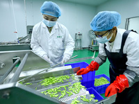 Workers process fresh and purified vegetables for major merchants at a purification processing and distribution line in Zhangye, China, on O...