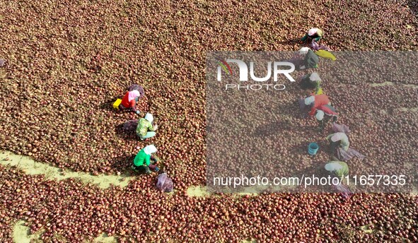 Workers select onions at a raw material workshop of a vegetable processing and distribution production line in Zhangye, China, on October 11...