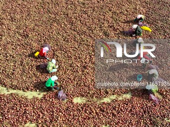 Workers select onions at a raw material workshop of a vegetable processing and distribution production line in Zhangye, China, on October 11...