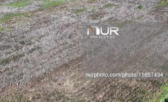 Farmers harvest cotton in Yangliuxue town, Bincheng District, Binzhou city, East China's Shandong province, on October 11, 2024. 