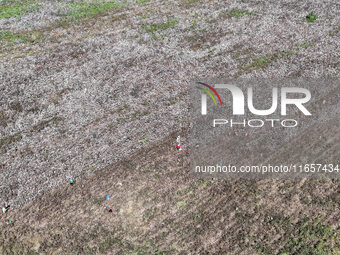 Farmers harvest cotton in Yangliuxue town, Bincheng District, Binzhou city, East China's Shandong province, on October 11, 2024. (