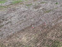 Farmers harvest cotton in Yangliuxue town, Bincheng District, Binzhou city, East China's Shandong province, on October 11, 2024. (