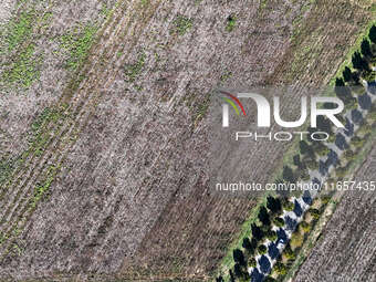 Farmers harvest cotton in Yangliuxue town, Bincheng District, Binzhou city, East China's Shandong province, on October 11, 2024. (