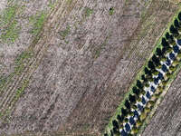 Farmers harvest cotton in Yangliuxue town, Bincheng District, Binzhou city, East China's Shandong province, on October 11, 2024. (