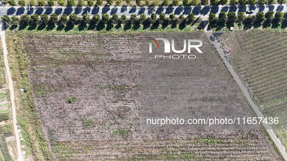 Farmers harvest cotton in Yangliuxue town, Bincheng District, Binzhou city, East China's Shandong province, on October 11, 2024. 