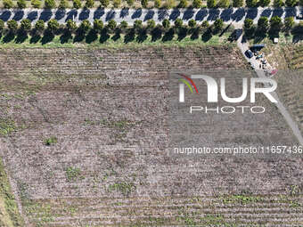 Farmers harvest cotton in Yangliuxue town, Bincheng District, Binzhou city, East China's Shandong province, on October 11, 2024. (