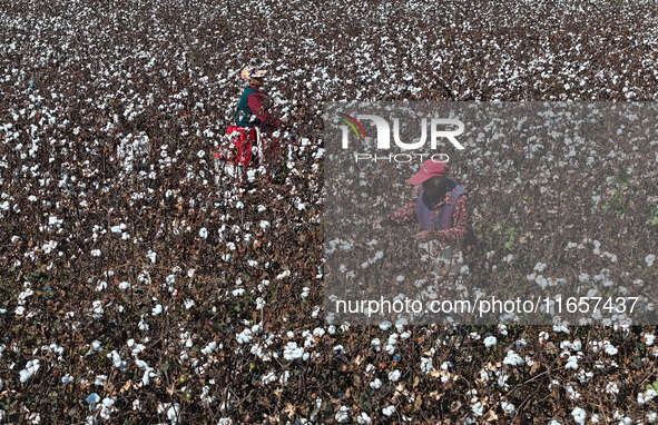 Farmers harvest cotton in Yangliuxue town, Bincheng District, Binzhou city, East China's Shandong province, on October 11, 2024. 