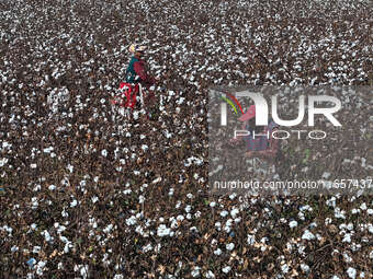 Farmers harvest cotton in Yangliuxue town, Bincheng District, Binzhou city, East China's Shandong province, on October 11, 2024. (