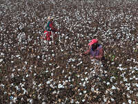 Farmers harvest cotton in Yangliuxue town, Bincheng District, Binzhou city, East China's Shandong province, on October 11, 2024. (