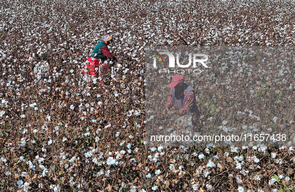 Farmers harvest cotton in Yangliuxue town, Bincheng District, Binzhou city, East China's Shandong province, on October 11, 2024. 