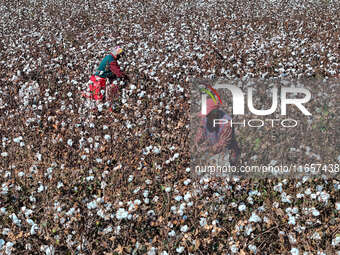 Farmers harvest cotton in Yangliuxue town, Bincheng District, Binzhou city, East China's Shandong province, on October 11, 2024. (